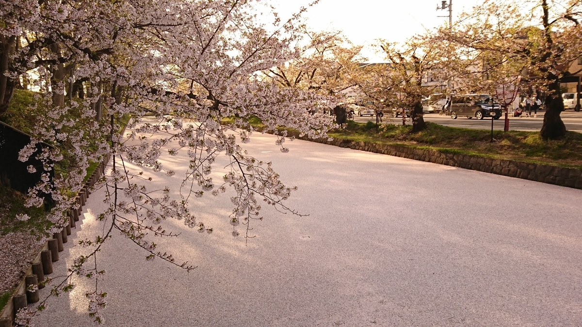 弘前公園 桜 お堀 花筏 弘前公園 桜 お堀 花筏