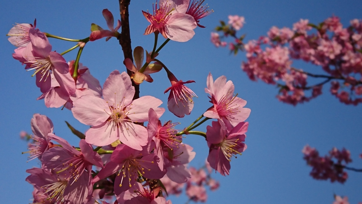 弘前公園 桜 満開 5月 弘前公園 桜 満開 5月