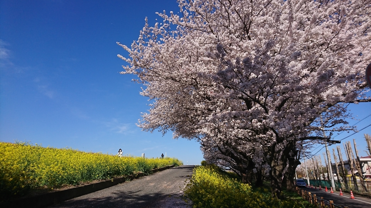熊谷の桜堤