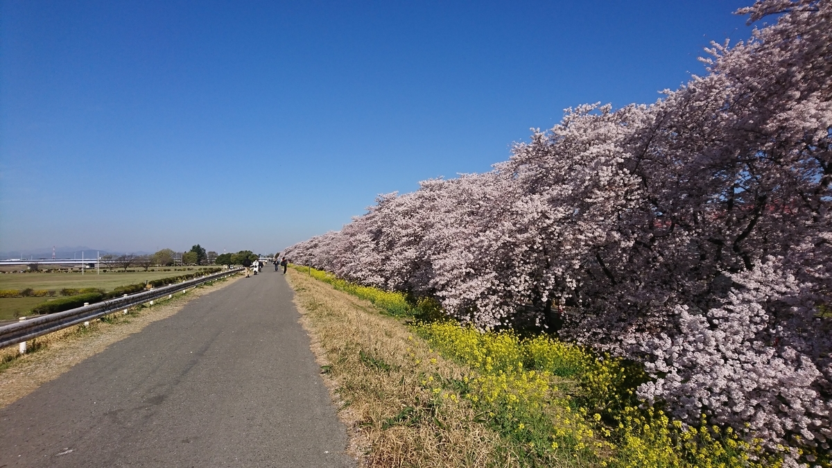 熊谷の桜堤