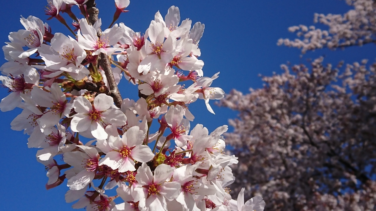 熊谷の桜堤