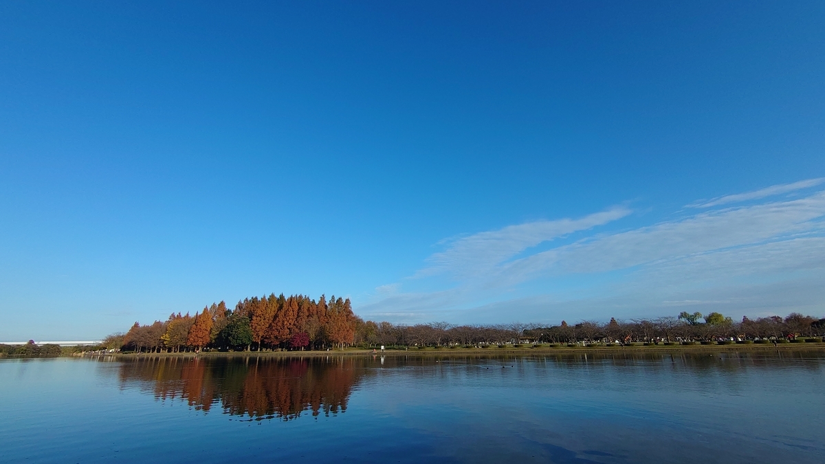 都立水元公園 紅葉