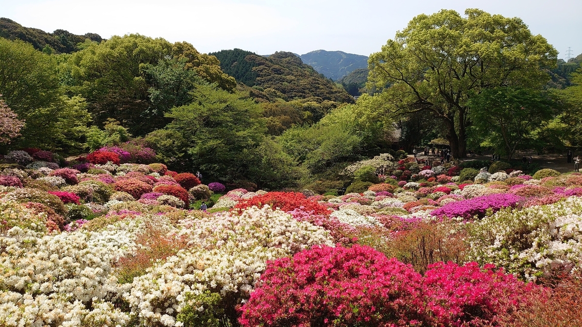 御船山楽園 つつじ