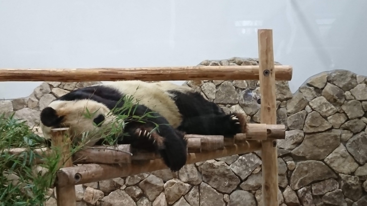 アドベンチャーワールド パンダ