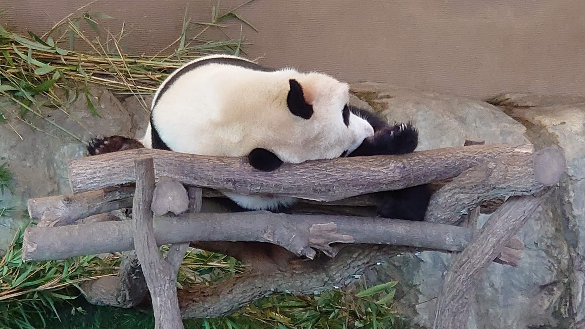 アドベンチャーワールド パンダ