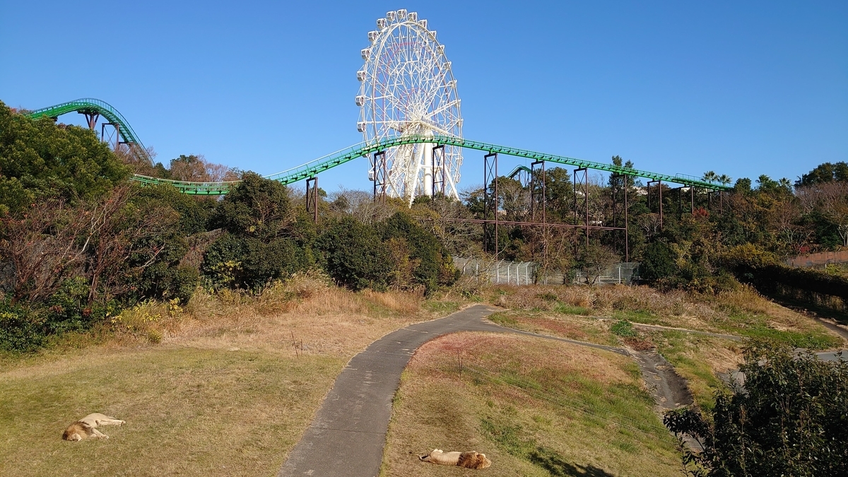 アドベンチャーワールド ライオン