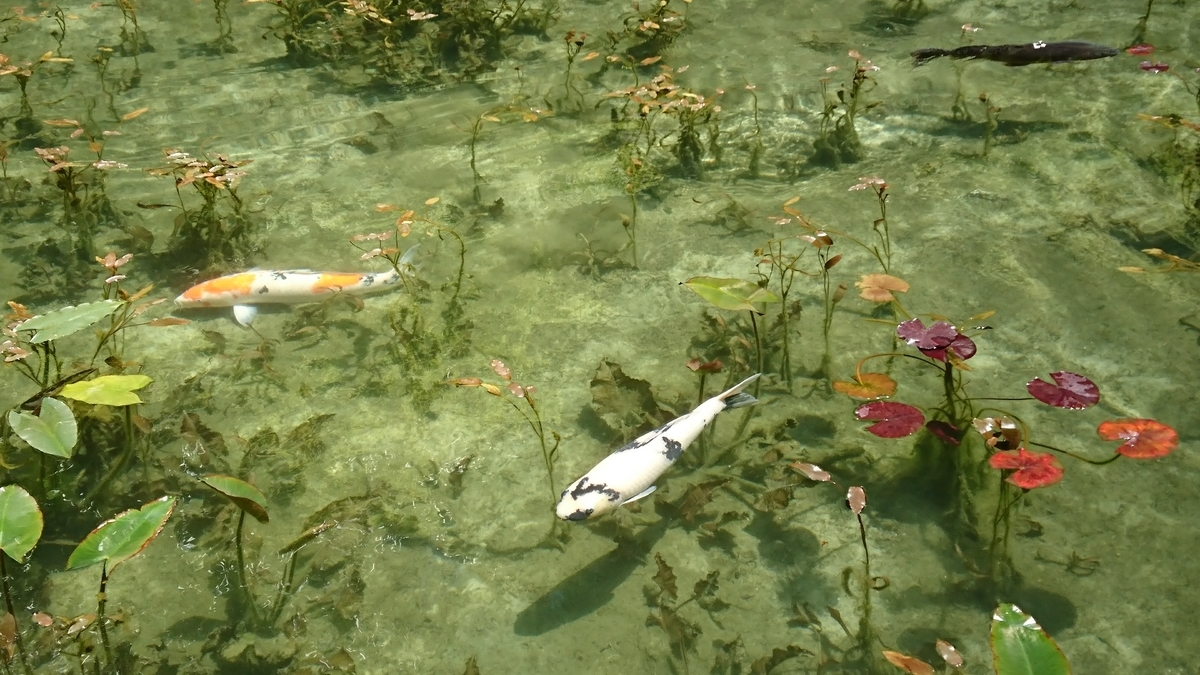 名もなき池(モネの池) 岐阜県関市