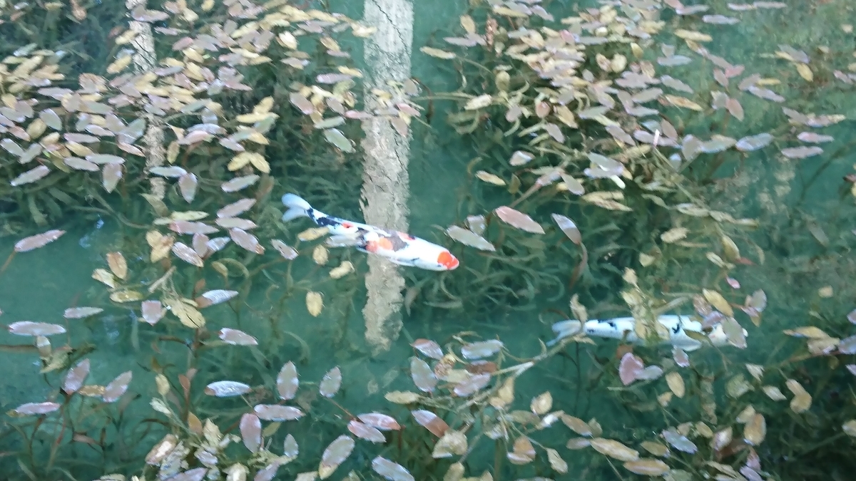 岐阜県関市 名もなき池(モネの池) 失敗例