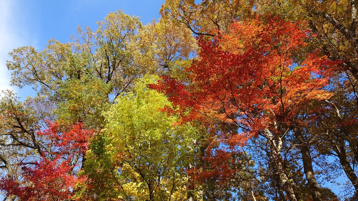 宮城県 鳴子峡
