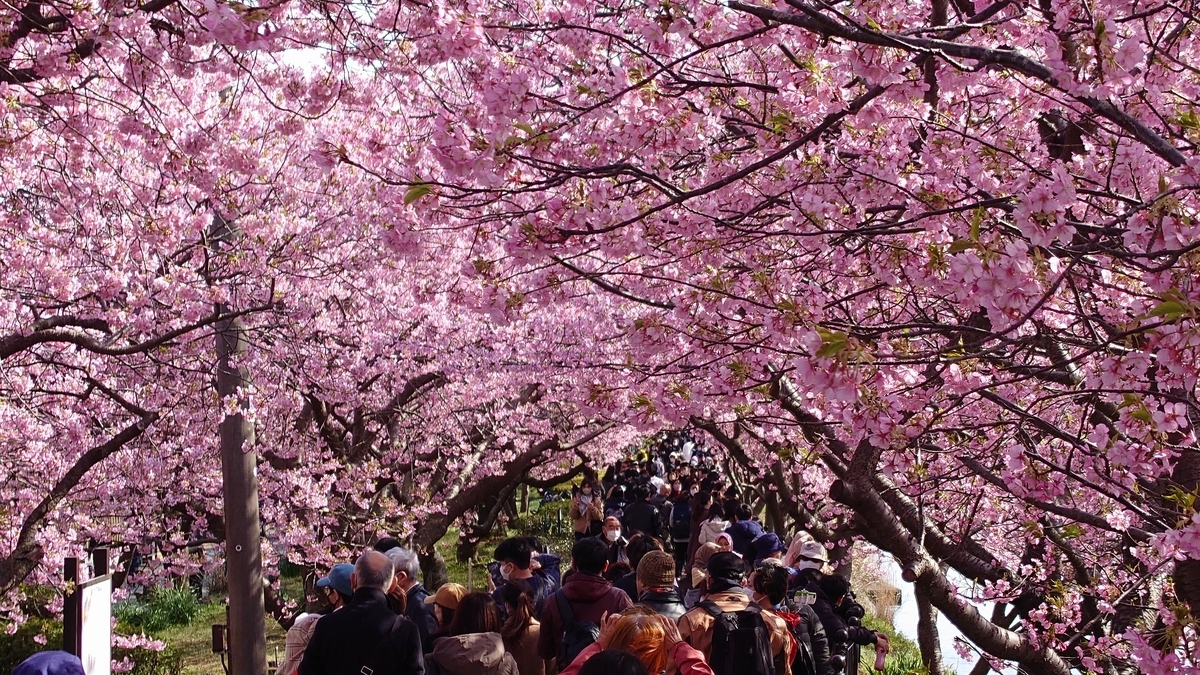 静岡県賀茂郡河津町 河津桜