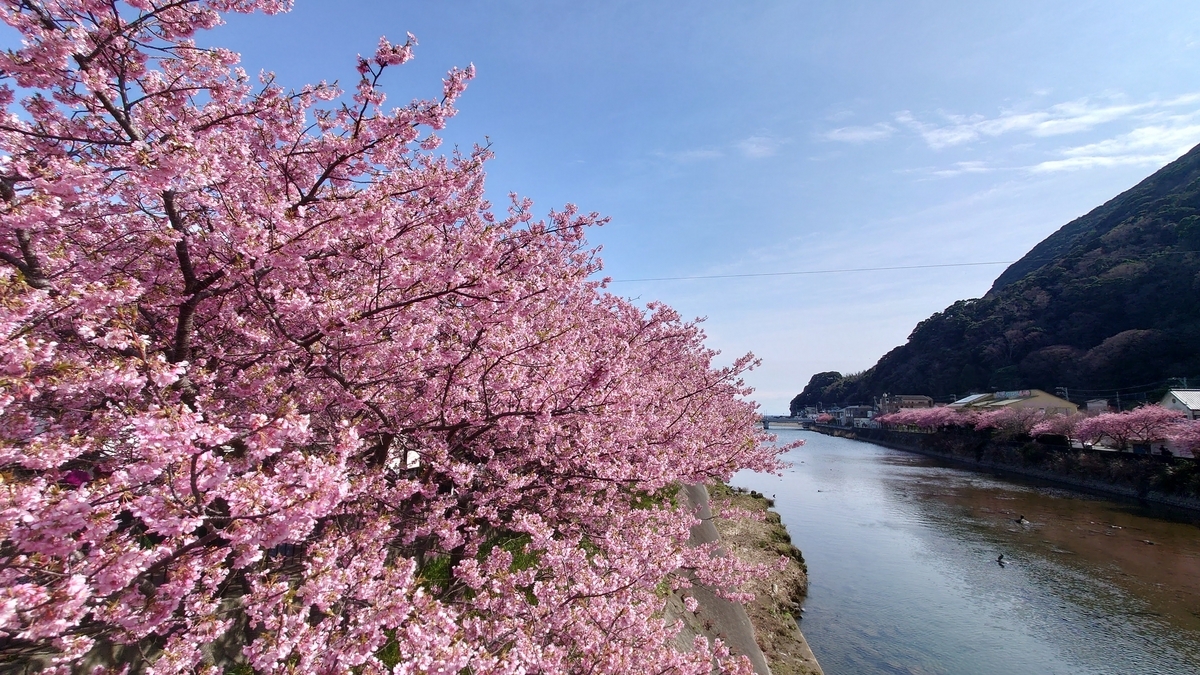静岡県賀茂郡河津町 河津桜