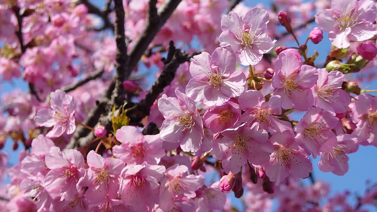 静岡県賀茂郡河津町 河津桜