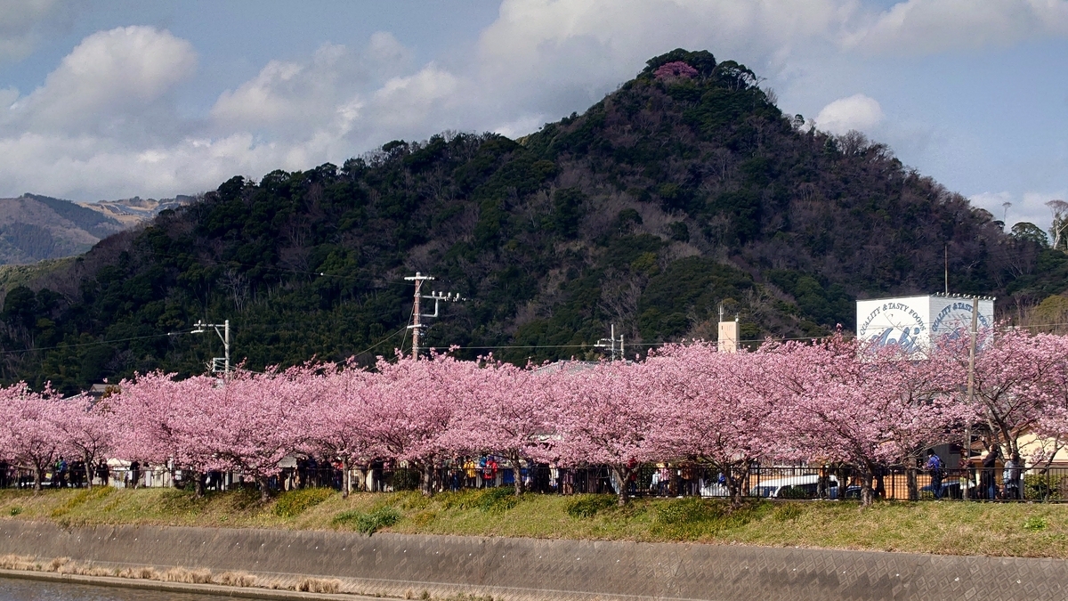 静岡県賀茂郡河津町 河津桜