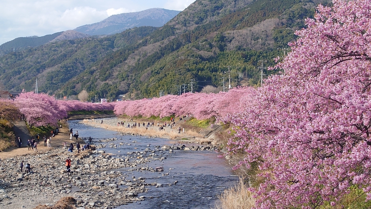 静岡県賀茂郡河津町 河津桜