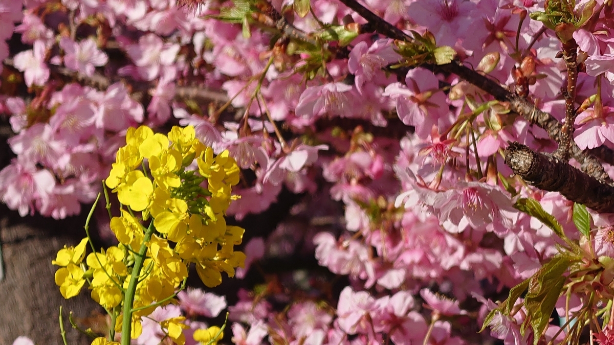 静岡県賀茂郡河津町 河津桜