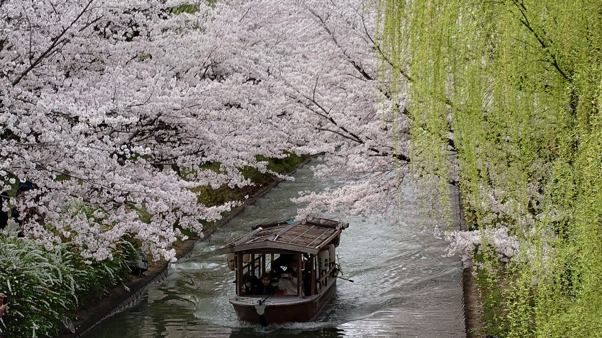 京都府京都市 伏見十石舟と桜