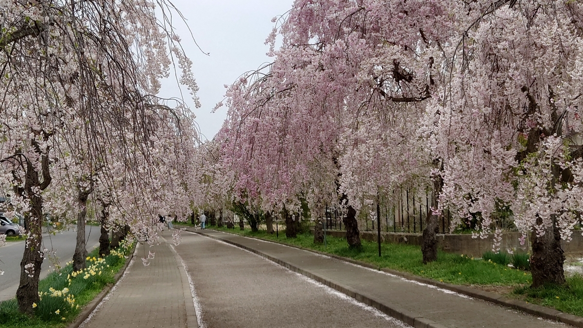 日中線しだれ桜並木 福島県喜多方市