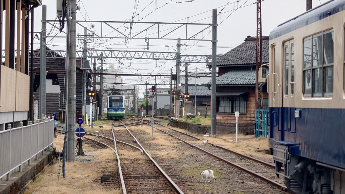 福井鉄道福武線 留置線と猫