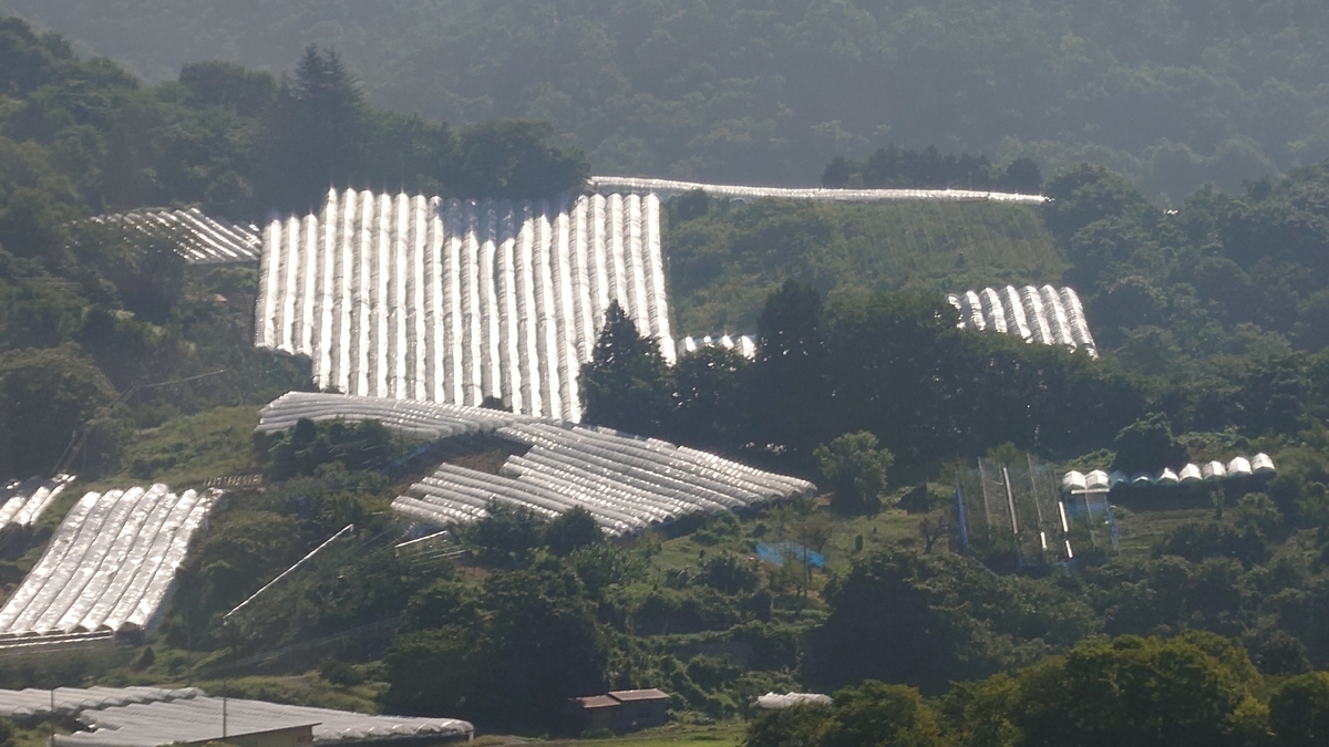 山形-新潟線 山形県上山市付近のビニールハウス群