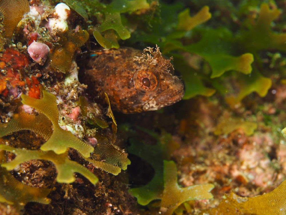 f:id:bikkuri_kuri_taro:20170802234933j:plain f:id:bikkuri_kuri_taro:20170802234933j:plain