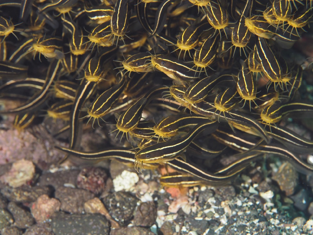 f:id:bikkuri_kuri_taro:20170802234949j:plain f:id:bikkuri_kuri_taro:20170802234949j:plain