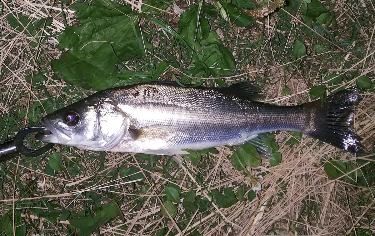 木曽川セイゴ釣り 餌は 料理は昆布締めをいただく 筋トレと釣りのブログ