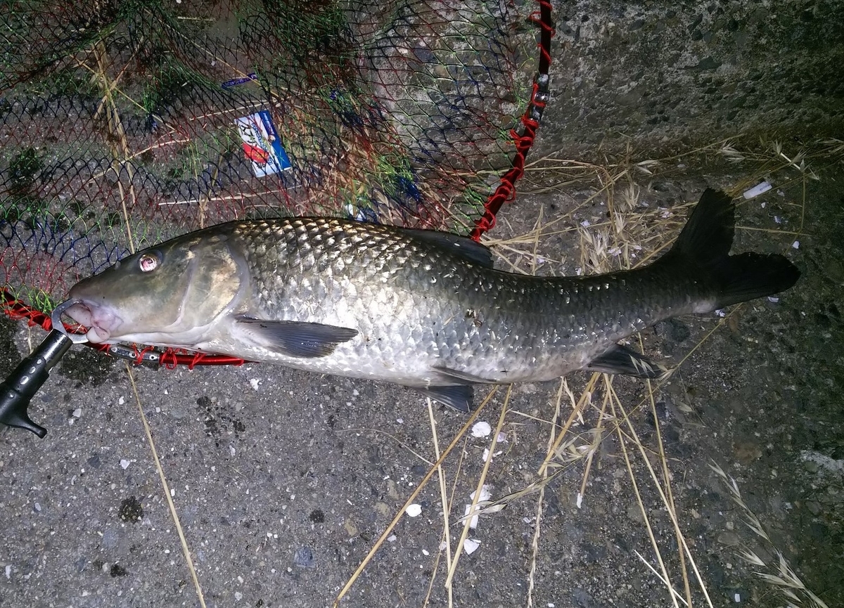 f:id:bikkypretty:20210619162836j:plain