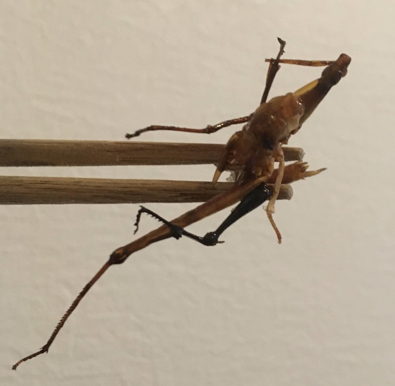 公園で捕まえたバッタを素揚げにして食べた ビルドンブング