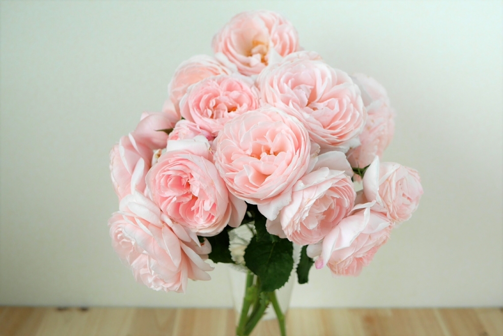 バラ 2年目のナエマ 開花と切り戻しとついでに挿し木 6月 彩りある人生を