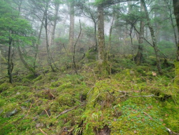 f:id:bimyourunner:20101026113939j:image