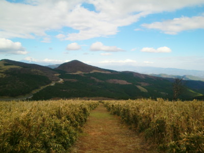 f:id:bimyourunner:20101119124520j:image