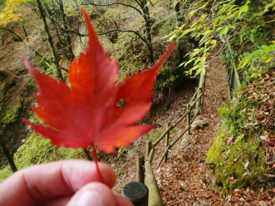 f:id:bimyourunner:20101119134822j:image