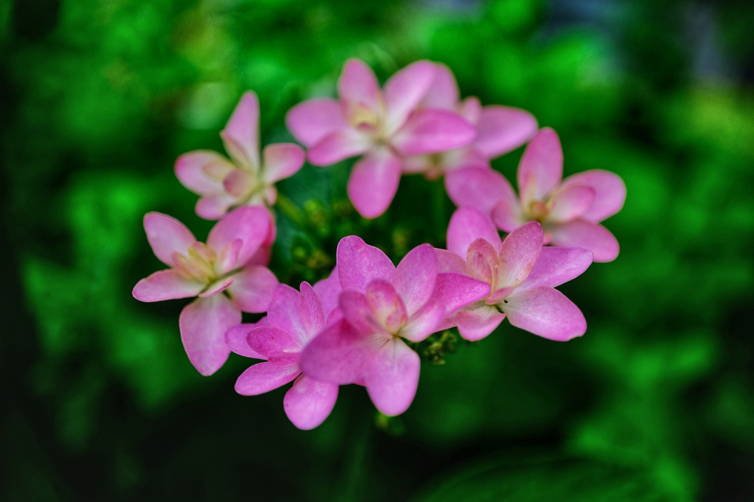 f:id:bin-paku:20230524011532j:image f:id:bin-paku:20230524011532j:image