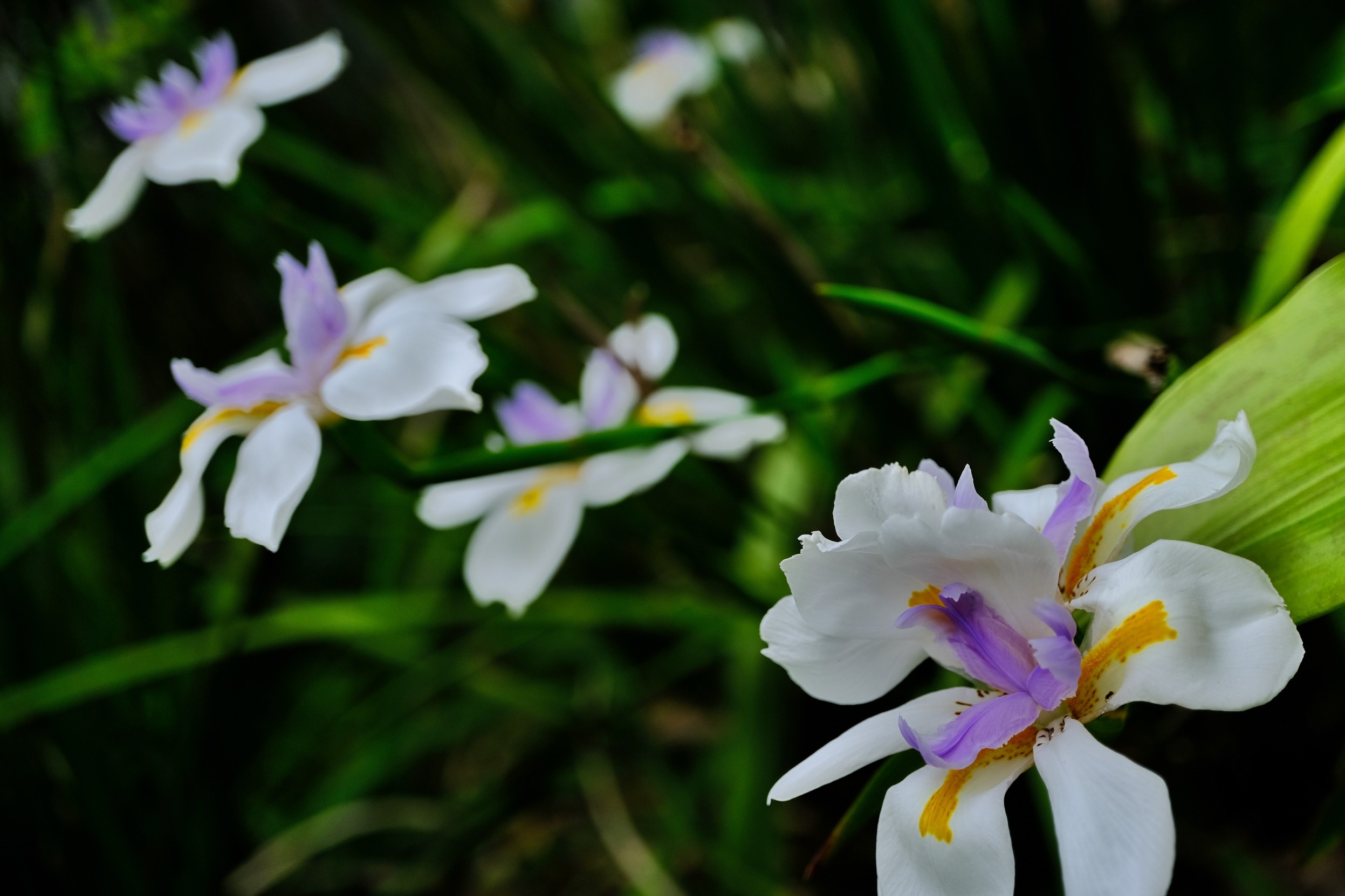 f:id:bin-paku:20230526003236j:image