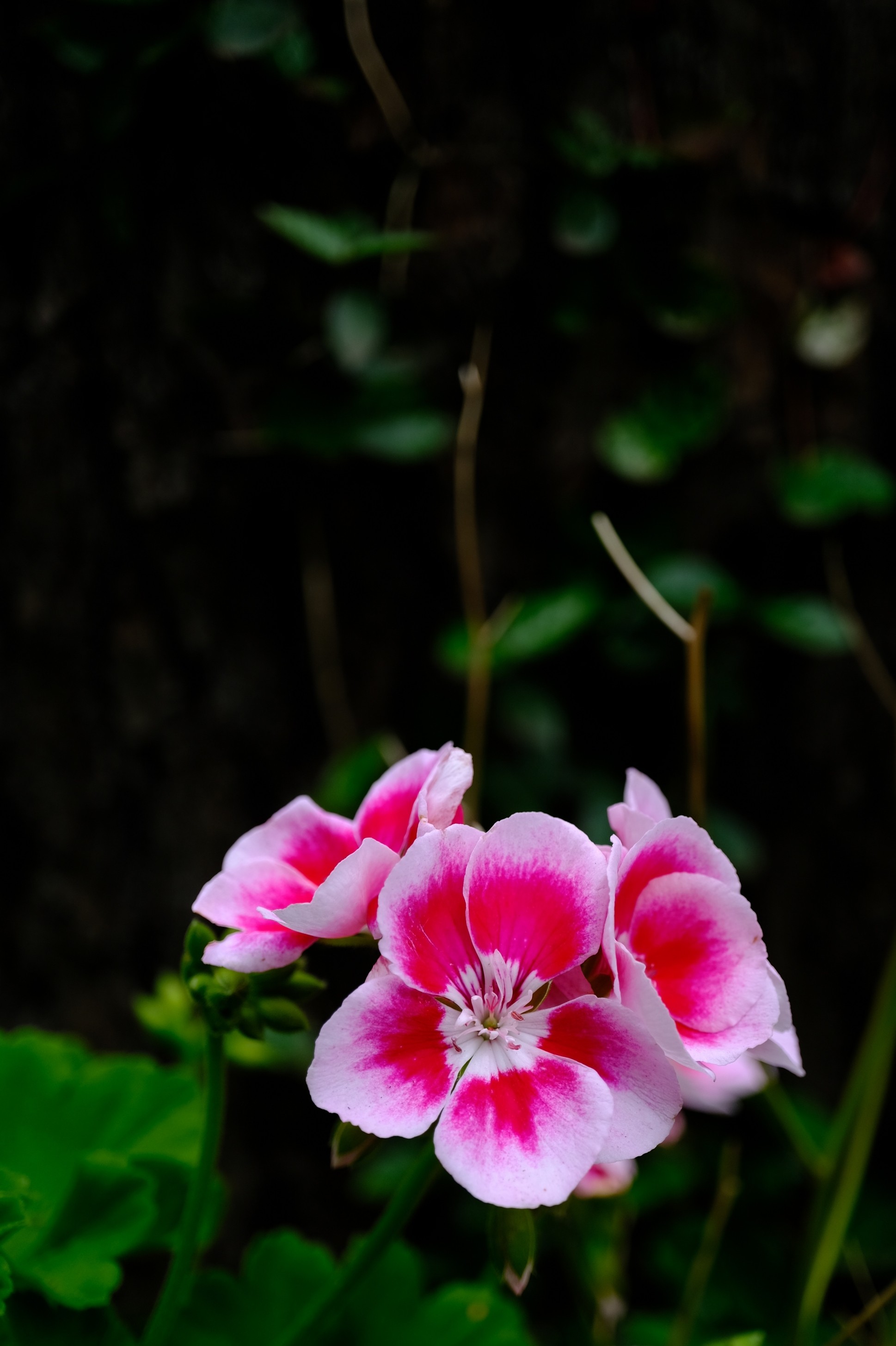 f:id:bin-paku:20230526014926j:image