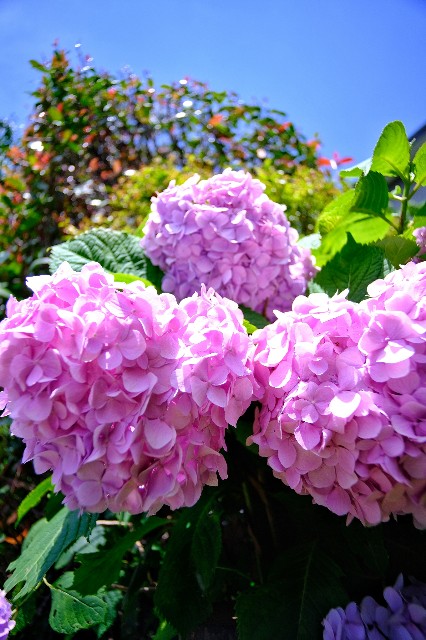 f:id:bin-paku:20230607115319j:image f:id:bin-paku:20230607115319j:image