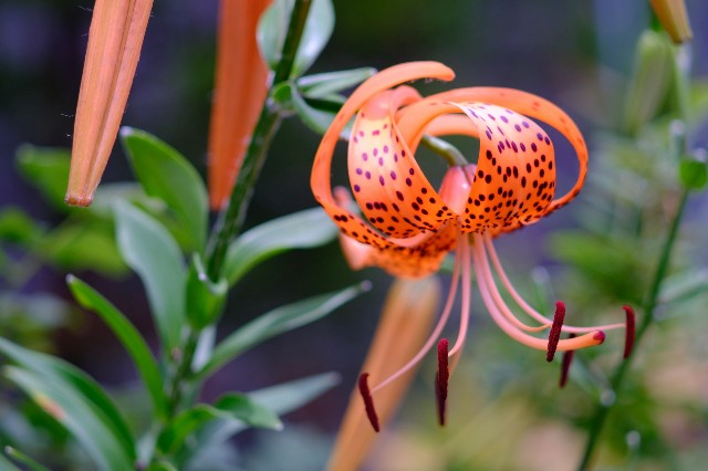 f:id:bin-paku:20230705175415j:image f:id:bin-paku:20230705175415j:image
