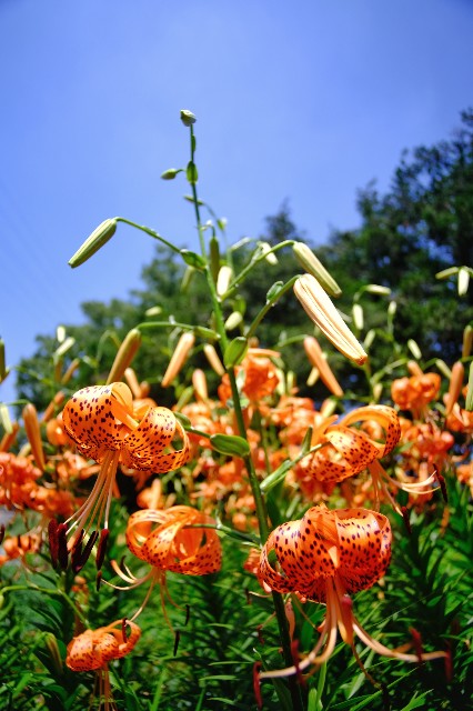 f:id:bin-paku:20230713112809j:image f:id:bin-paku:20230713112809j:image