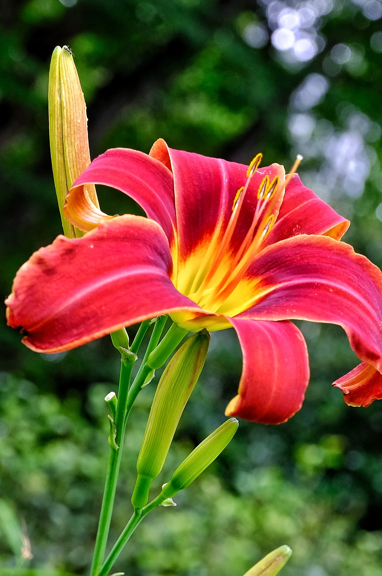 f:id:bin-paku:20230729130036j:image