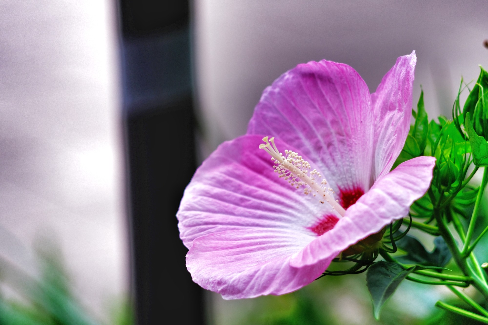 f:id:bin-paku:20230820122355j:image