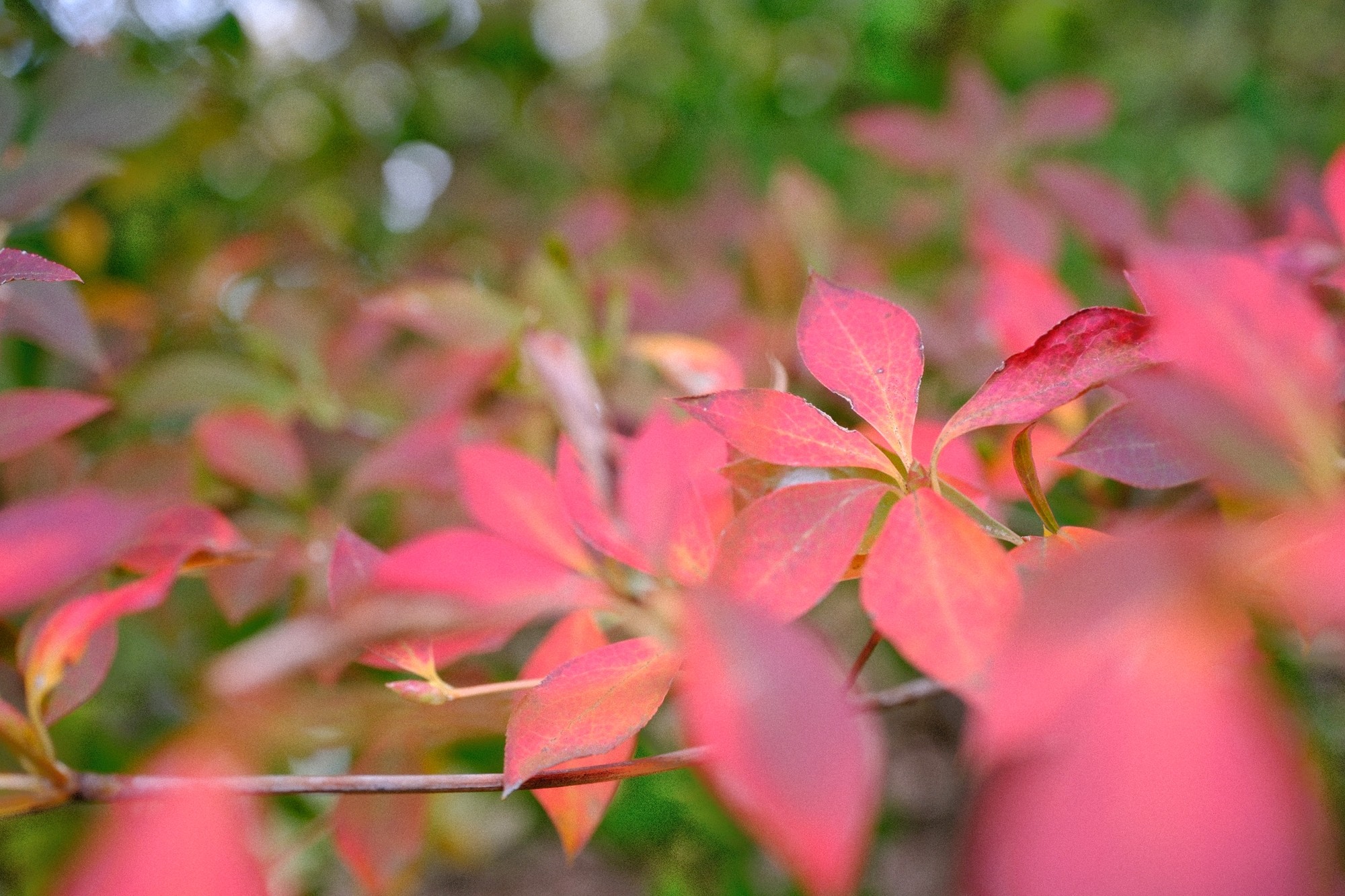 f:id:bin-paku:20231121114237j:image