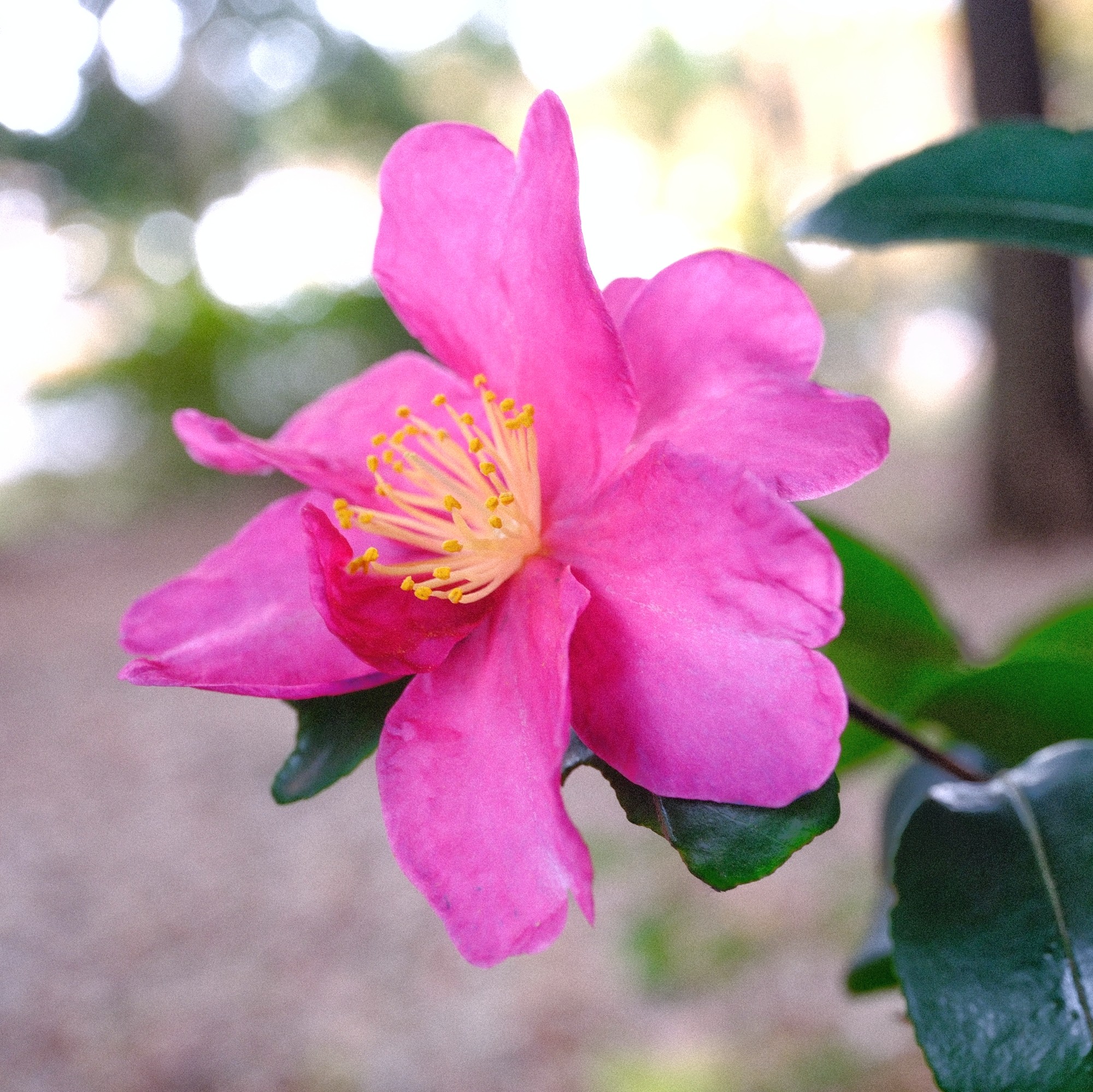 f:id:bin-paku:20231201224731j:image f:id:bin-paku:20231201224731j:image