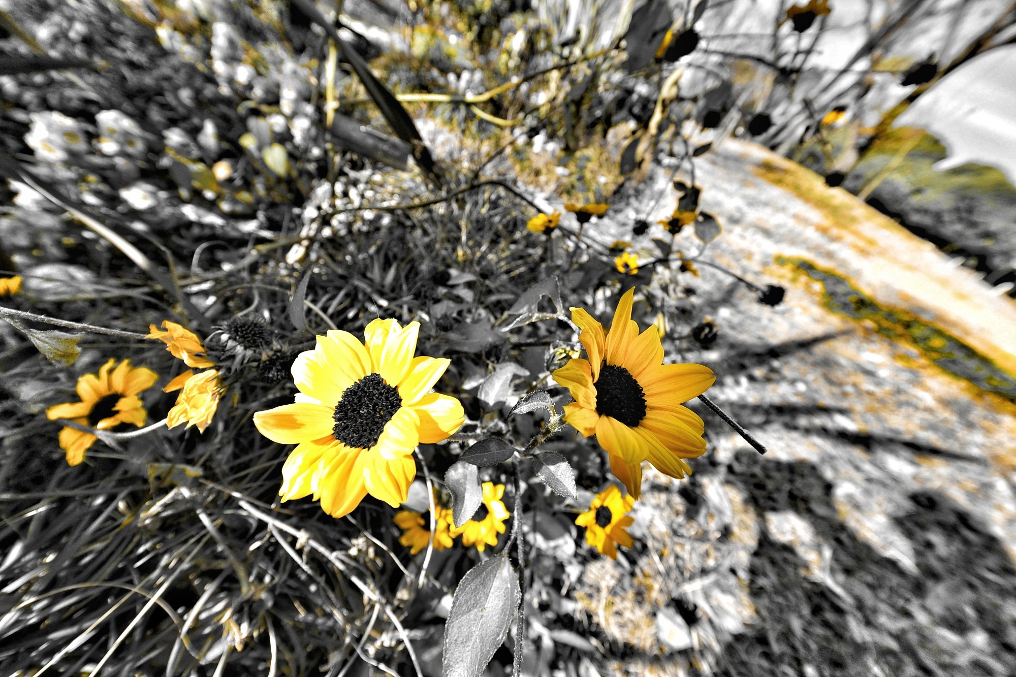f:id:bin-paku:20231220125652j:image