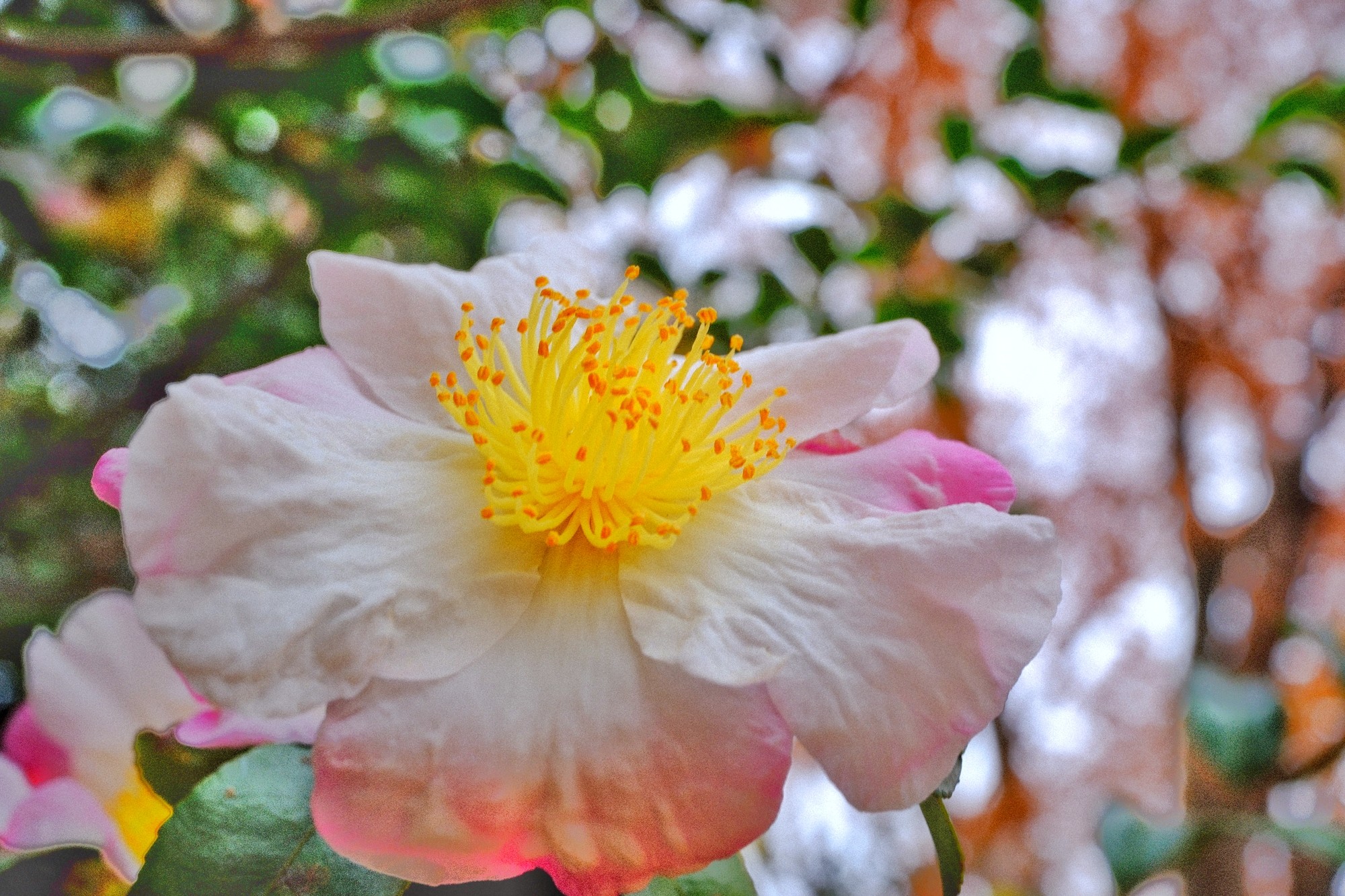 f:id:bin-paku:20240110222438j:image