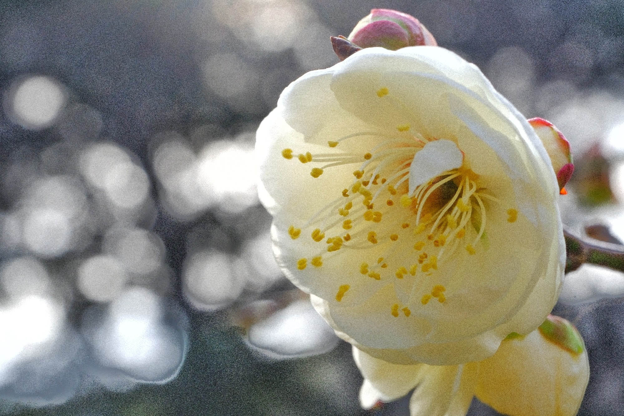 f:id:bin-paku:20240123174824j:image