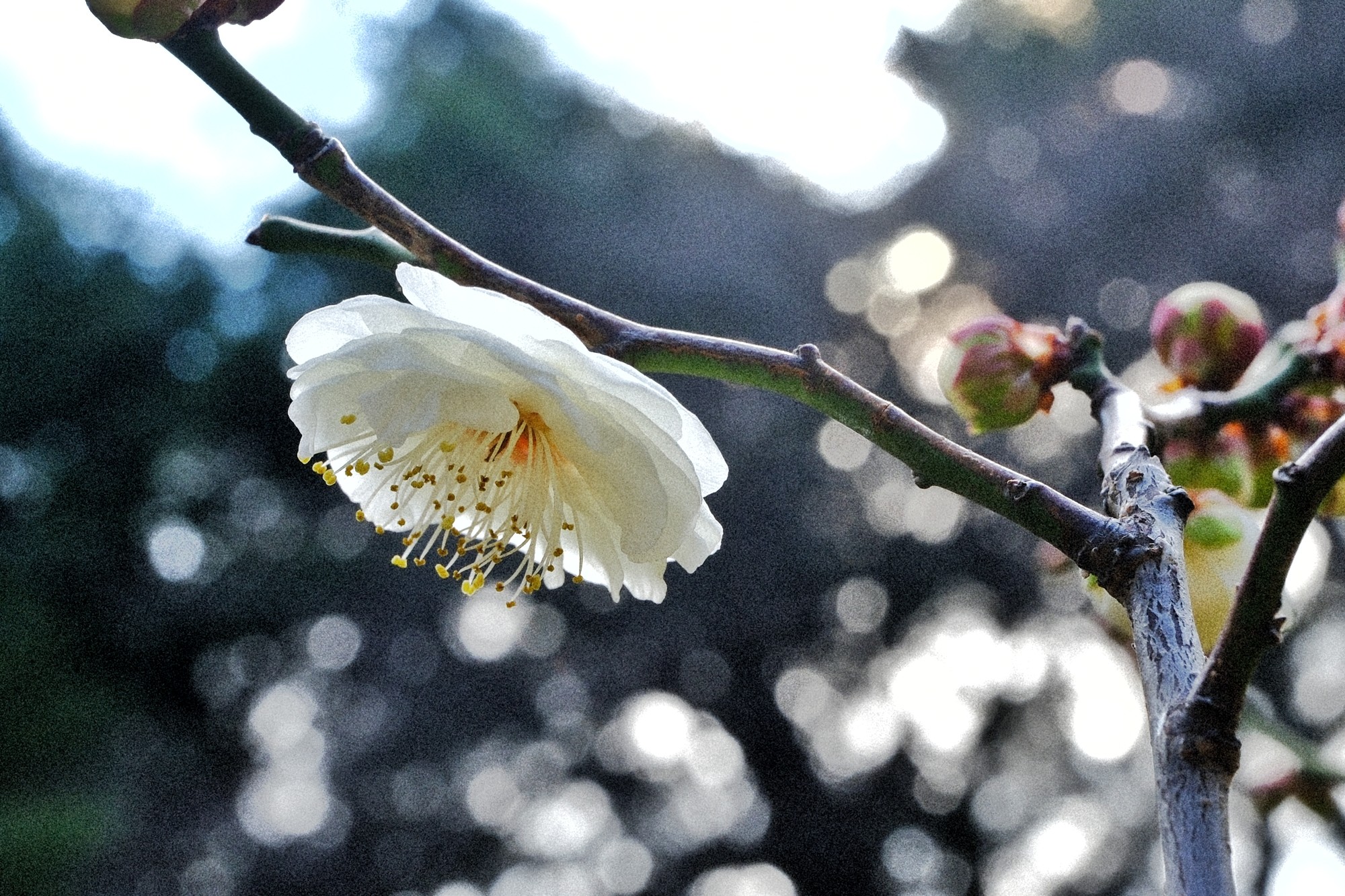 f:id:bin-paku:20240124111700j:image