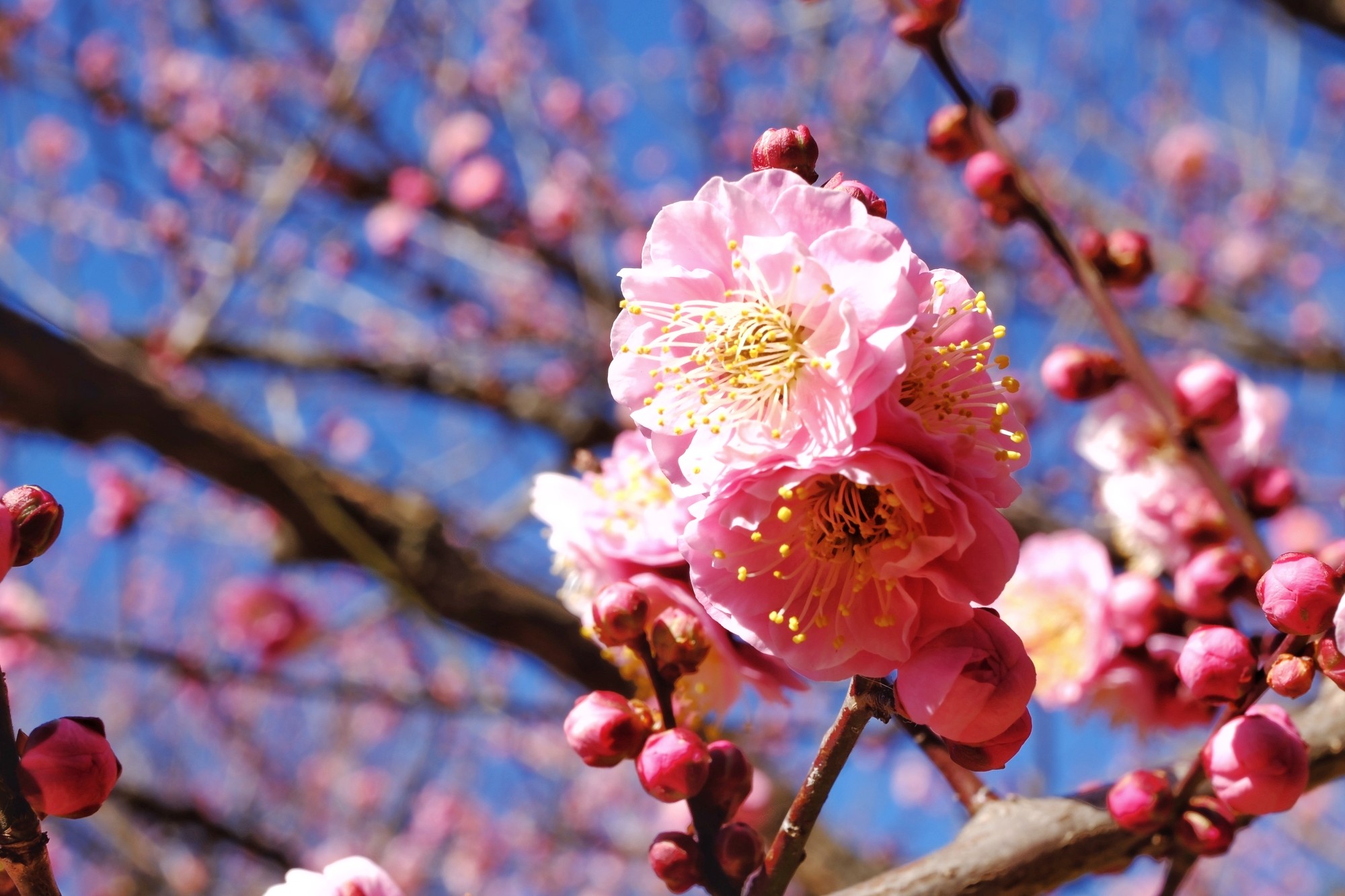 f:id:bin-paku:20240214144924j:image