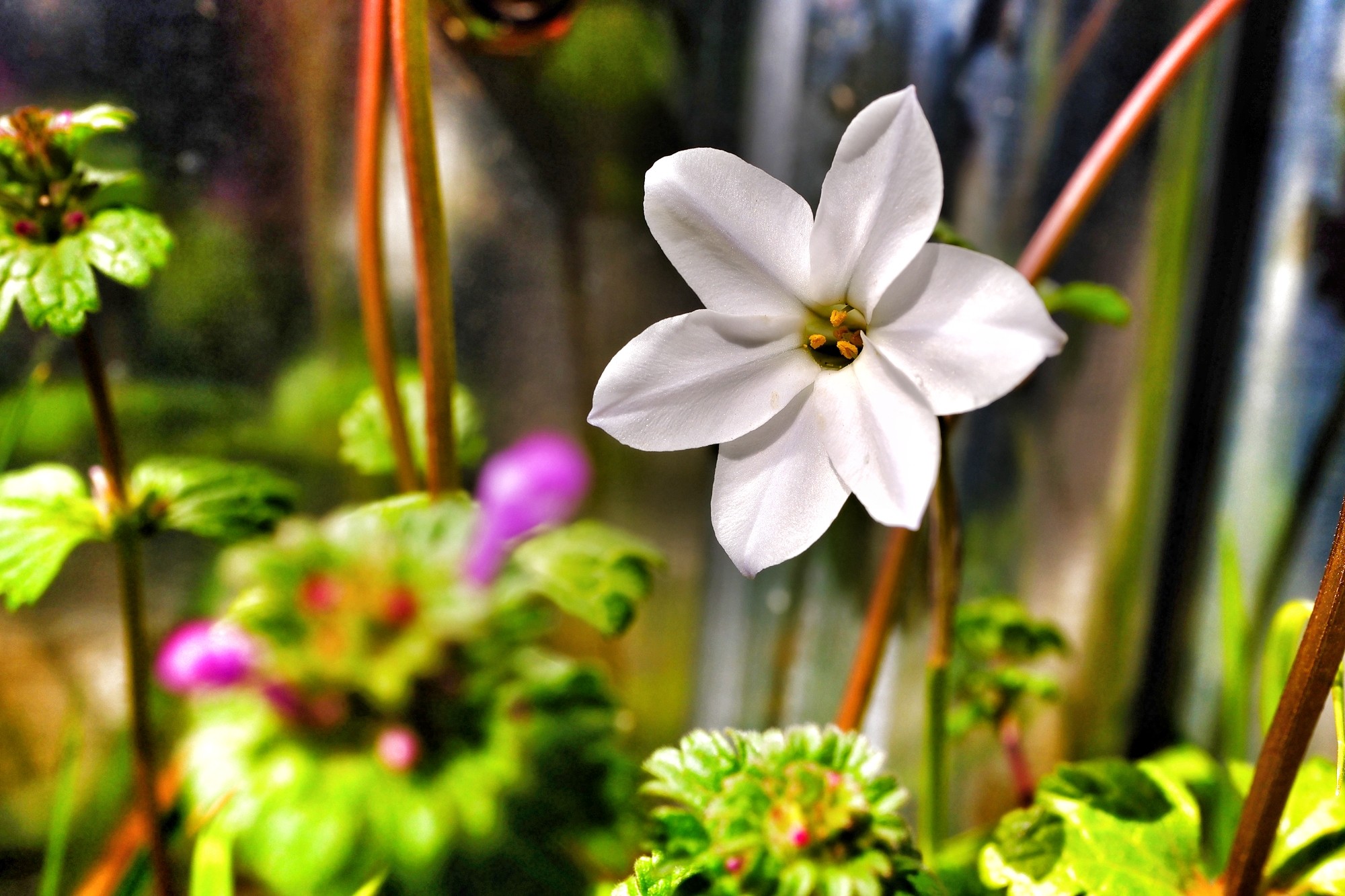 f:id:bin-paku:20240322123250j:image f:id:bin-paku:20240322123250j:image