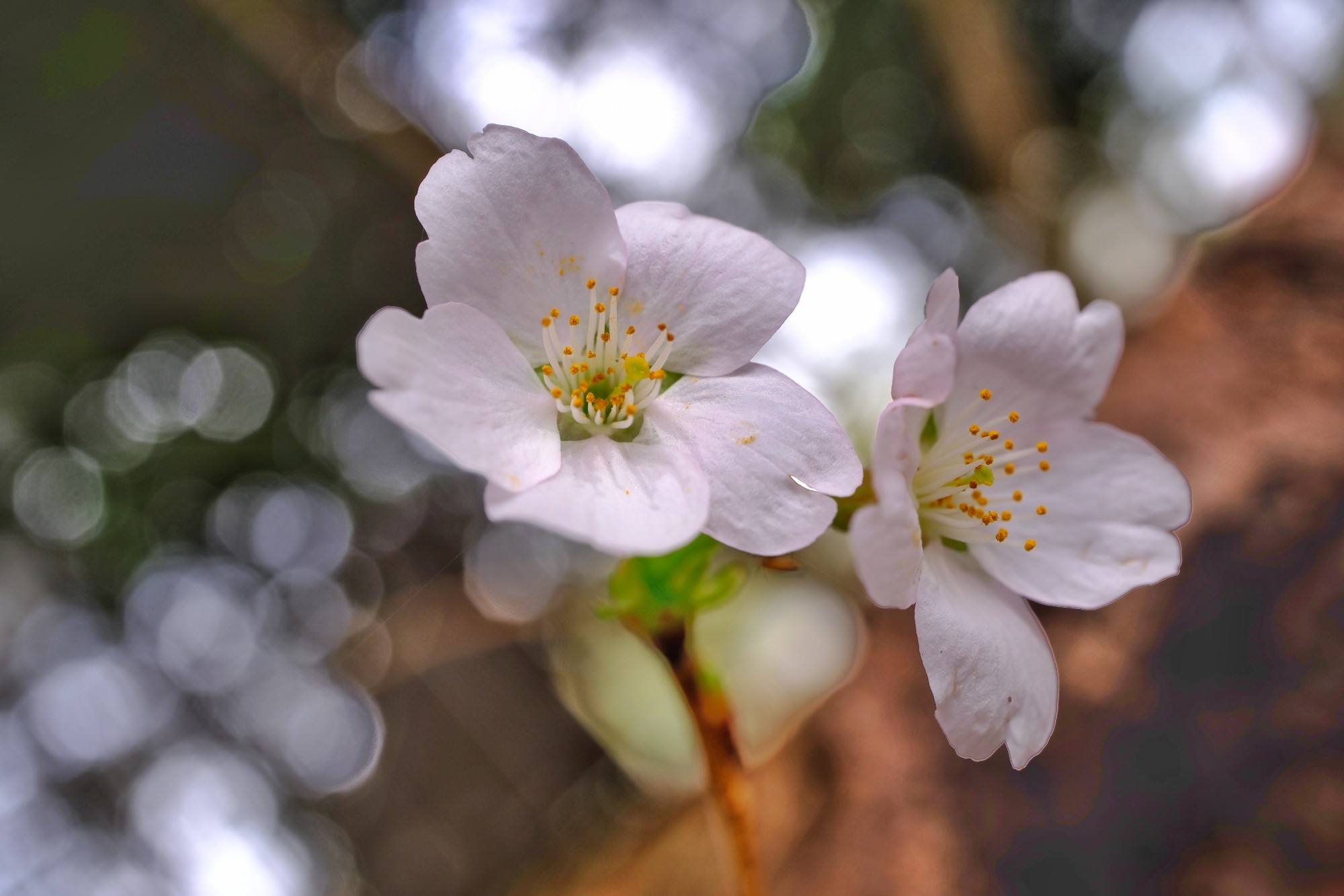 f:id:bin-paku:20240401215007j:image