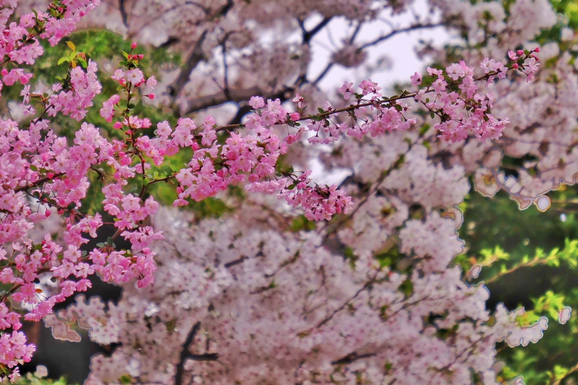 f:id:bin-paku:20240408122110j:image f:id:bin-paku:20240408122110j:image